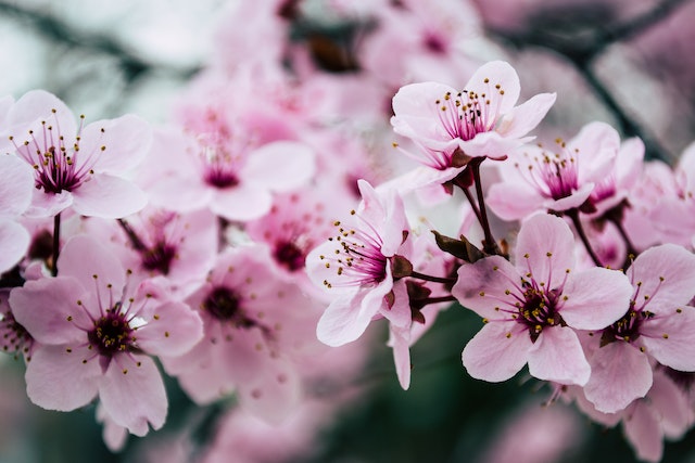 Bloemen in tuin